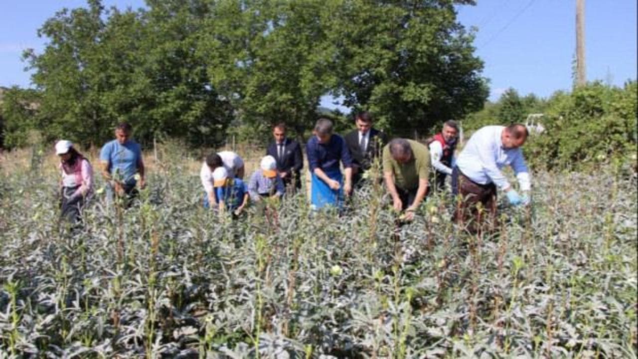 Altından daha kıymetli: Amasya'nın 'sarı altını' kilosu 1400 TL'den alıcı buluyor