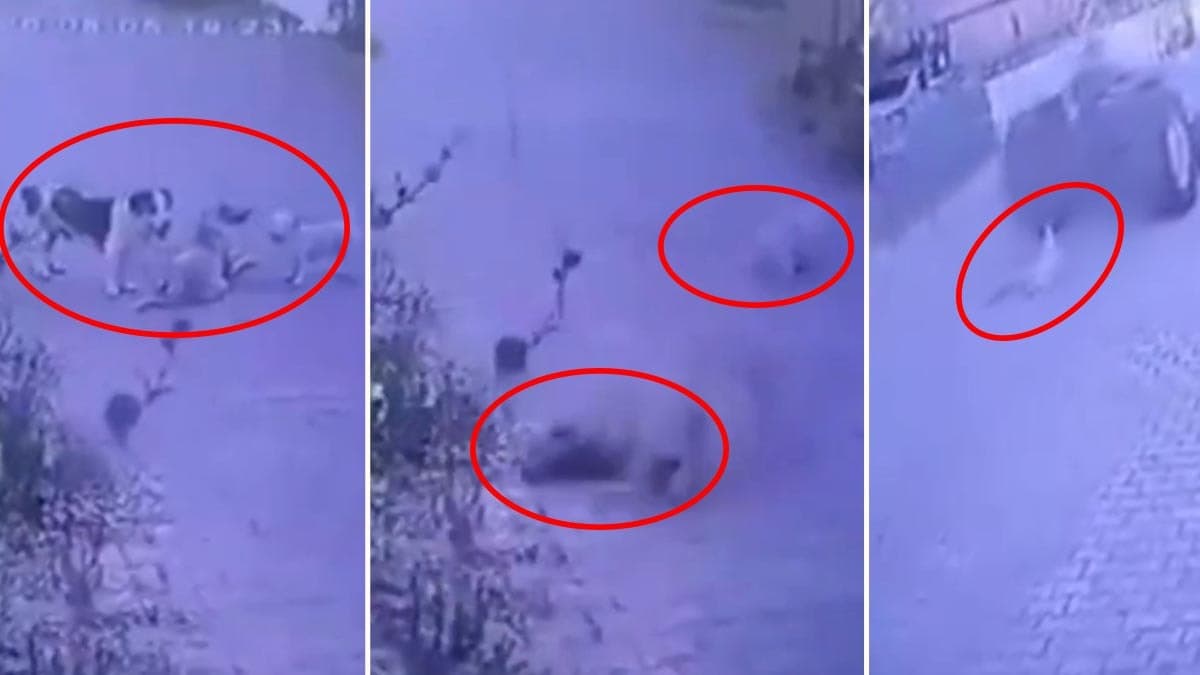 Sokakta sakin sakin duran köpeklere silahla ateş eden şahıs aranıyor