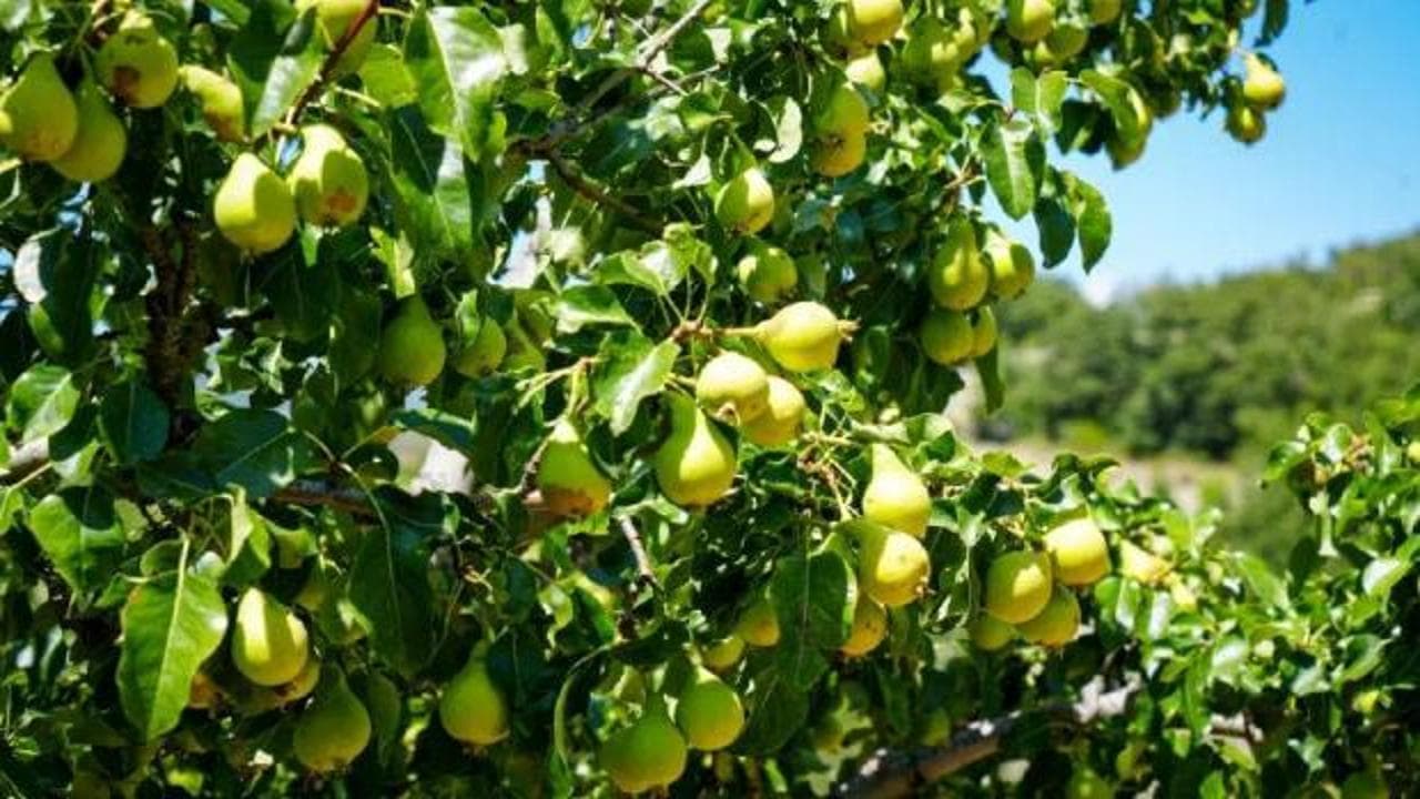 Ankara'da yaz armudu hasadı başladı: Fiyatı 120 lirayı buluyor